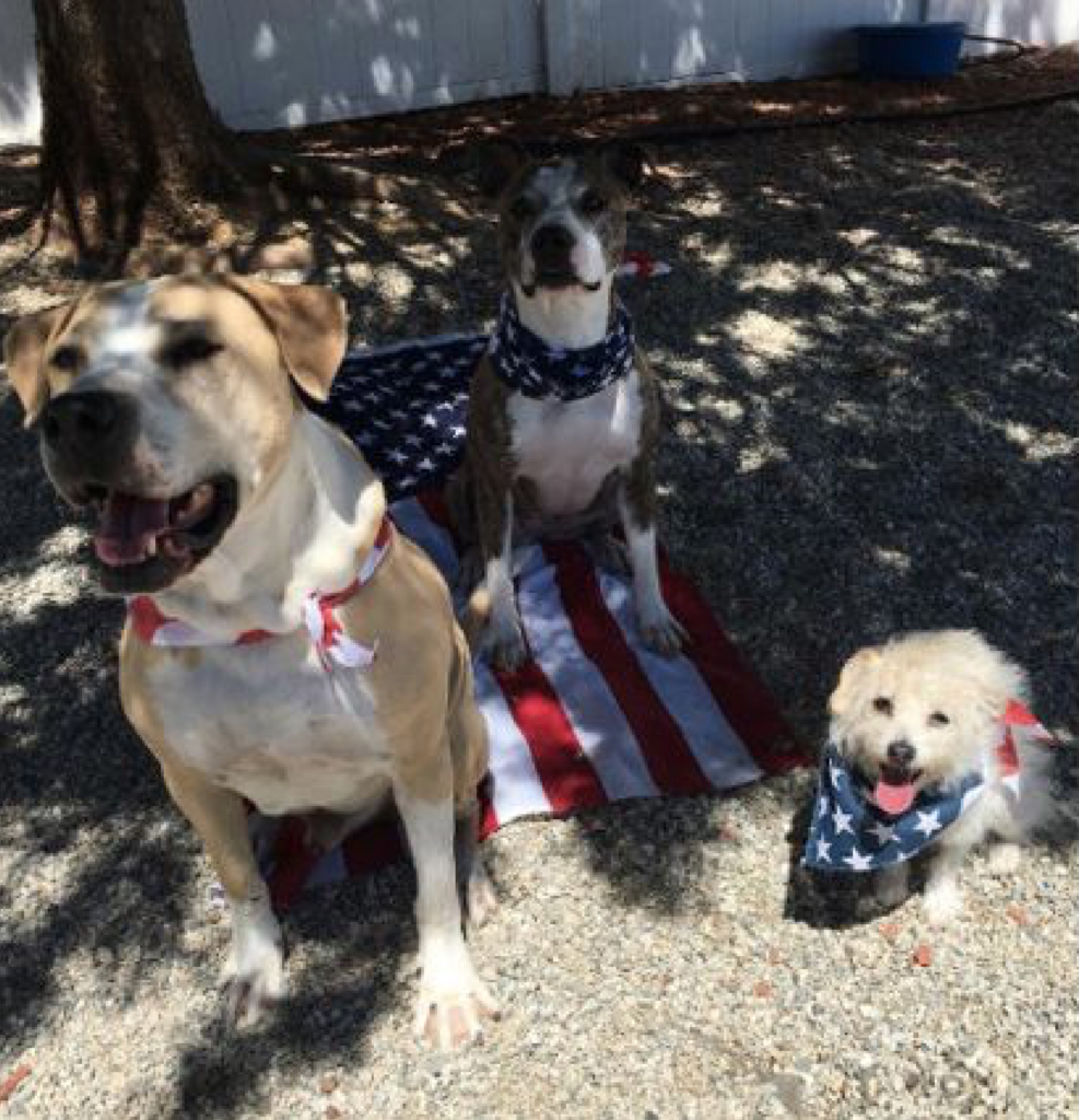 kaley cuoco instagram post-dogs on flag